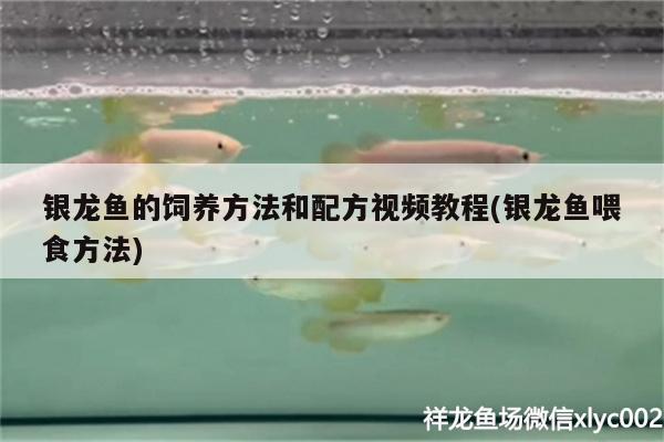 银龙鱼的饲养方法和配方视频教程(银龙鱼喂食方法)