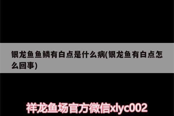 银龙鱼鱼鳞有白点是什么病(银龙鱼有白点怎么回事) 银龙鱼百科