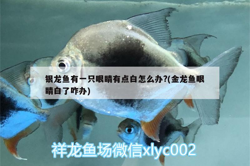 银龙鱼有一只眼睛有点白怎么办?(金龙鱼眼睛白了咋办)