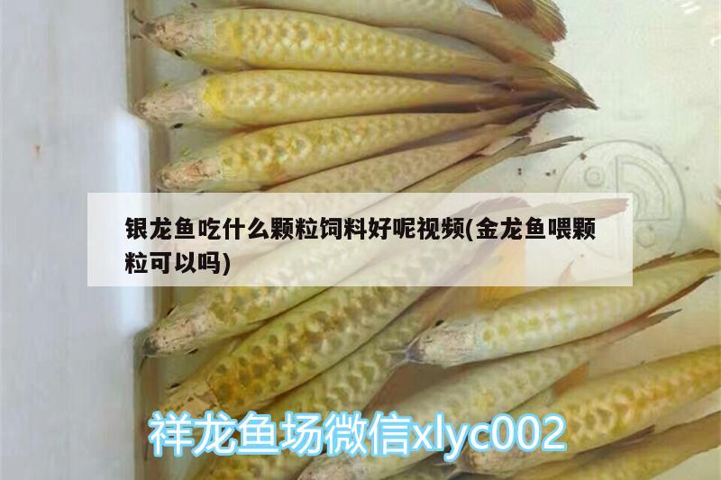 银龙鱼吃什么颗粒饲料好呢视频(金龙鱼喂颗粒可以吗) 银龙鱼