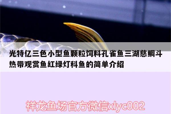 光特亿三色小型鱼颗粒饲料孔雀鱼三湖慈鲷斗热带观赏鱼红绿灯科鱼的简单介绍 光特亿