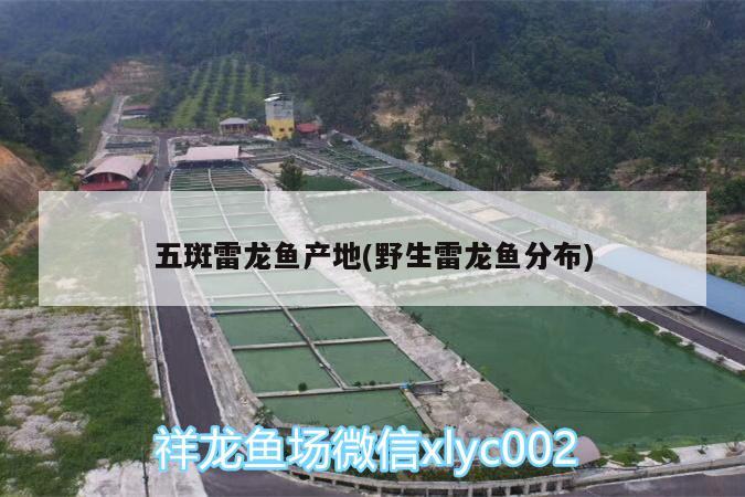 五斑雷龙鱼产地(野生雷龙鱼分布)