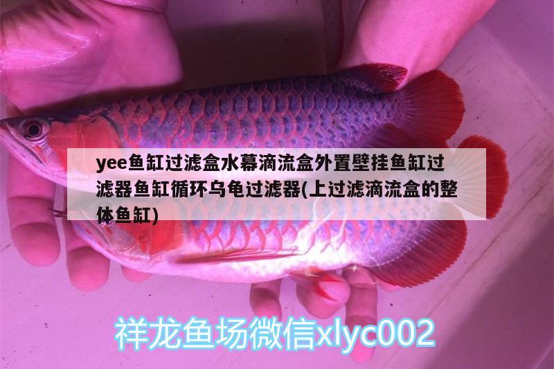 yee鱼缸过滤盒水幕滴流盒外置壁挂鱼缸过滤器鱼缸循环乌龟过滤器(上过滤滴流盒的整体鱼缸) 乌龟