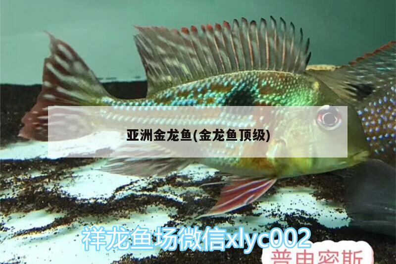 亚洲金龙鱼(金龙鱼顶级) 广州水族批发市场