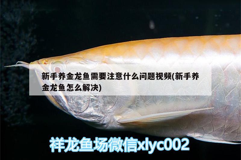 新手养金龙鱼需要注意什么问题视频(新手养金龙鱼怎么解决) 广州水族批发市场 第1张