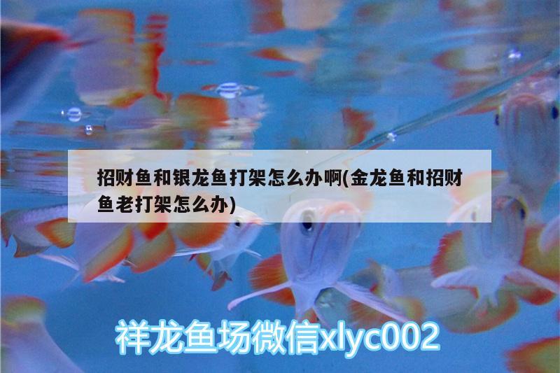 招财鱼和银龙鱼打架怎么办啊(金龙鱼和招财鱼老打架怎么办)