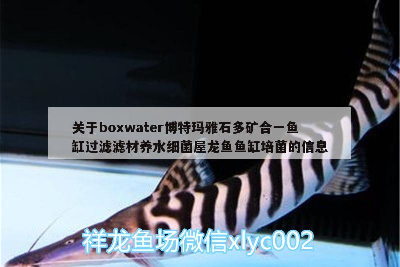 关于boxwater博特玛雅石多矿合一鱼缸过滤滤材养水细菌屋龙鱼鱼缸培菌的信息 博特水族