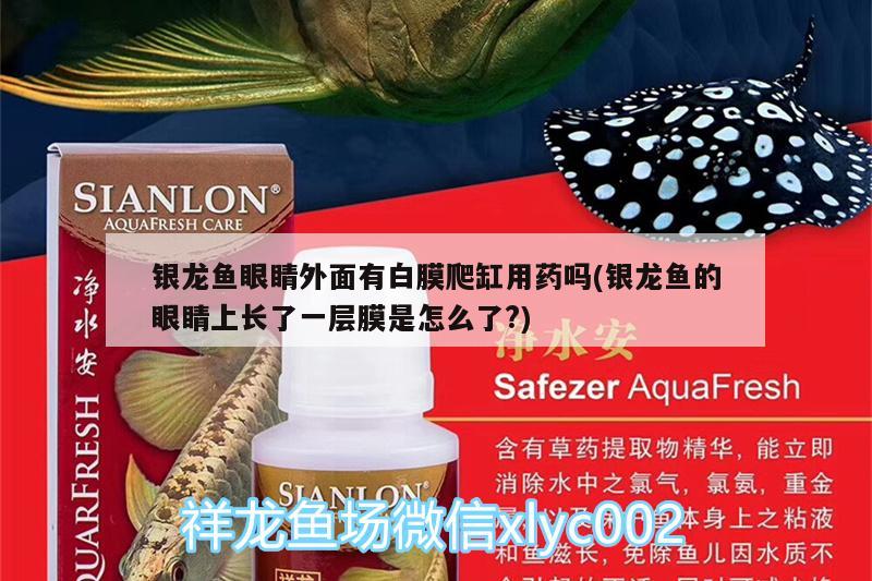 银龙鱼眼睛外面有白膜爬缸用药吗(银龙鱼的眼睛上长了一层膜是怎么了?)