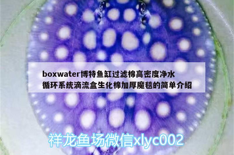 boxwater博特鱼缸过滤棉高密度净水循环系统滴流盒生化棉加厚魔毯的简单介绍