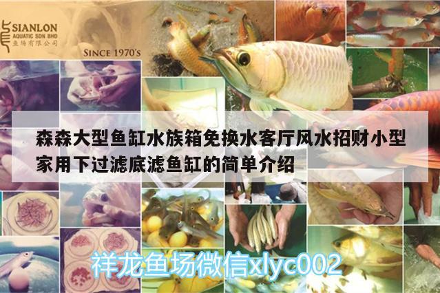 森森大型鱼缸水族箱免换水客厅风水招财小型家用下过滤底滤鱼缸的简单介绍 鱼缸风水