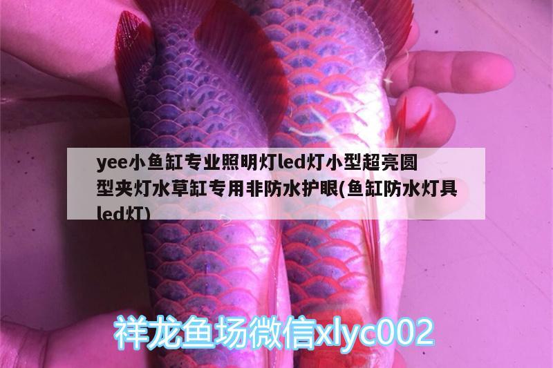 yee小鱼缸专业照明灯led灯小型超亮圆型夹灯水草缸专用非防水护眼(鱼缸防水灯具led灯) yee