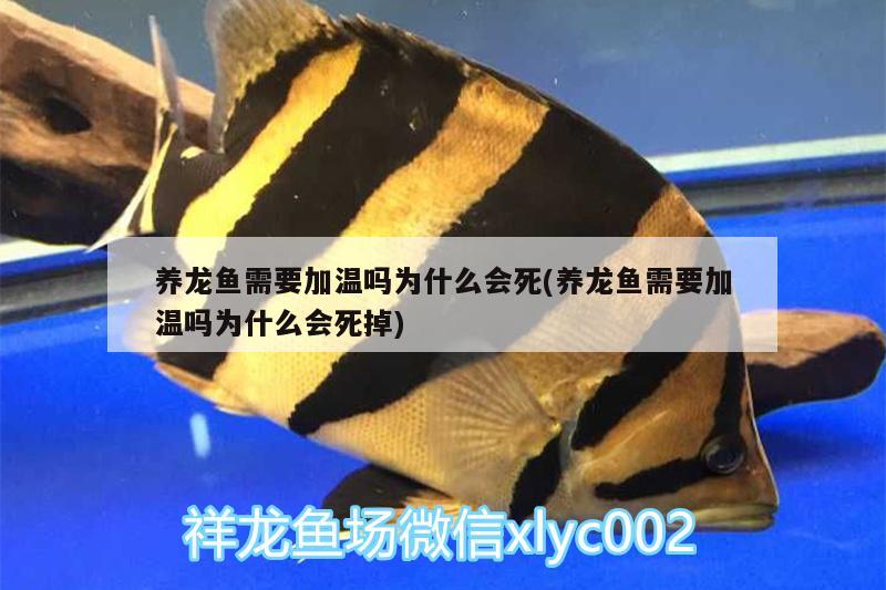 养龙鱼需要加温吗为什么会死(养龙鱼需要加温吗为什么会死掉)