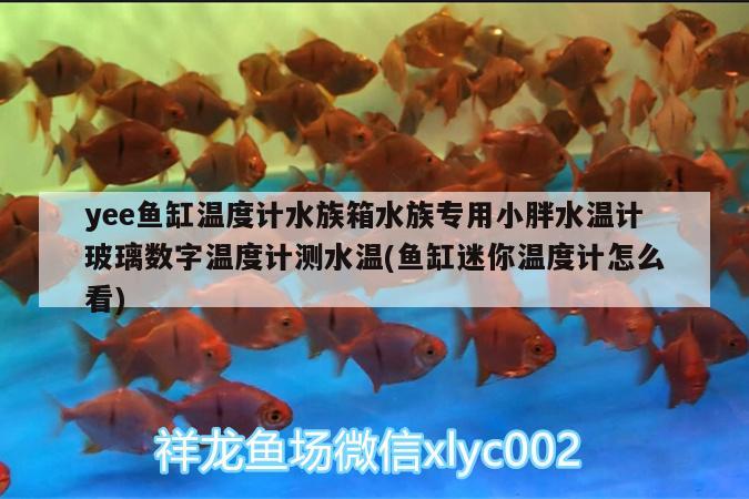 yee鱼缸温度计水族箱水族专用小胖水温计玻璃数字温度计测水温(鱼缸迷你温度计怎么看) yee