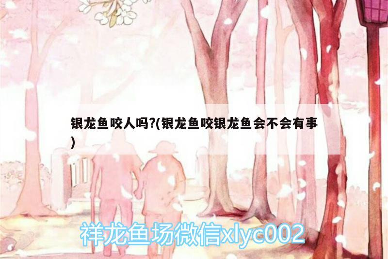 银龙鱼咬人吗?(银龙鱼咬银龙鱼会不会有事)