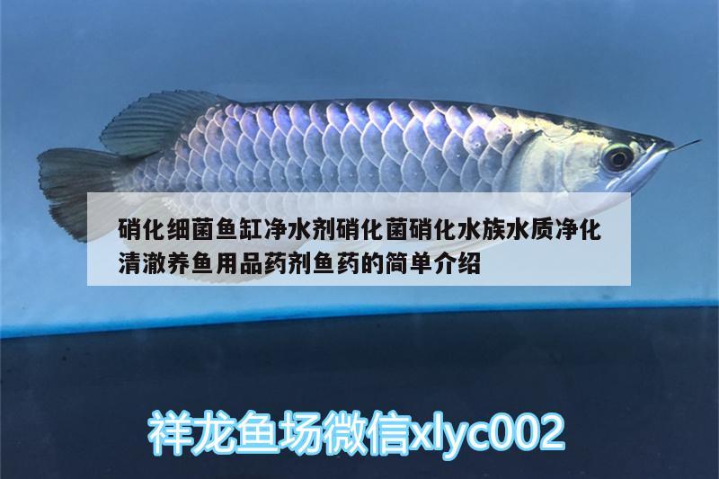 硝化细菌鱼缸净水剂硝化菌硝化水族水质净化清澈养鱼用品药剂鱼药的简单介绍