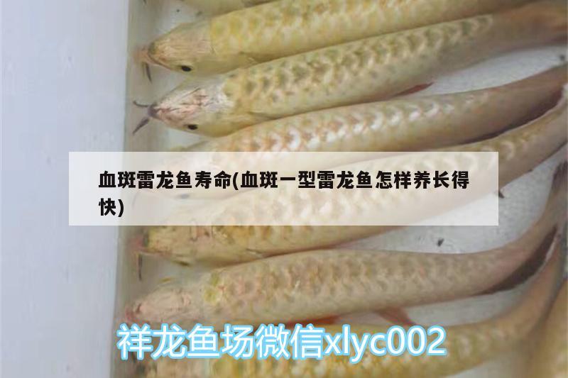 血斑雷龙鱼寿命(血斑一型雷龙鱼怎样养长得快) 广州水族器材滤材批发市场