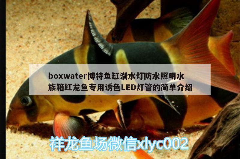 boxwater博特鱼缸潜水灯防水照明水族箱红龙鱼专用诱色LED灯管的简单介绍