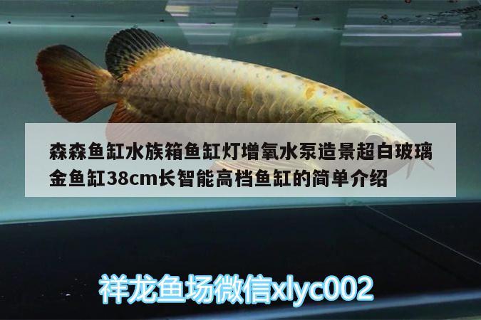 森森鱼缸水族箱鱼缸灯增氧水泵造景超白玻璃金鱼缸38cm长智能高档鱼缸的简单介绍 鱼缸/水族箱