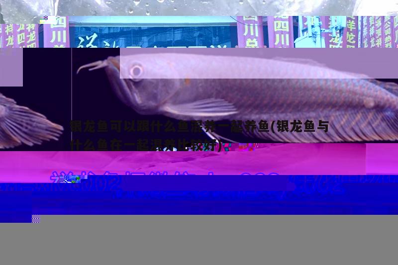 祥龙红龙专用灯(红龙需要什么灯) 广州水族器材滤材批发市场 第2张