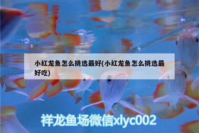 小红龙鱼怎么挑选最好(小红龙鱼怎么挑选最好吃) 斑马鸭嘴鱼