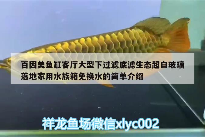 百因美鱼缸客厅大型下过滤底滤生态超白玻璃落地家用水族箱免换水的简单介绍