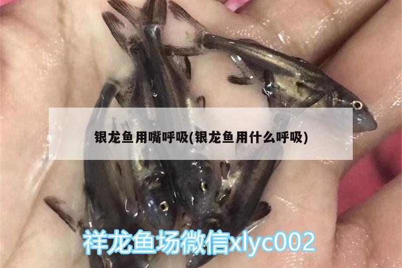 银龙鱼用嘴呼吸(银龙鱼用什么呼吸)