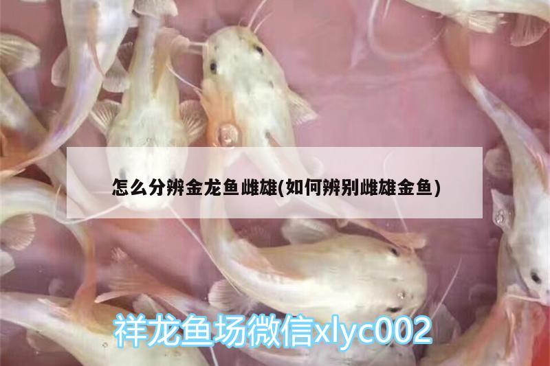 怎么分辨金龙鱼雌雄(如何辨别雌雄金鱼) 暹罗巨鲤