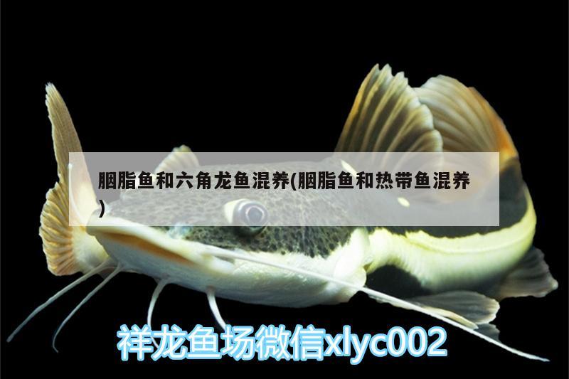 胭脂鱼和六角龙鱼混养(胭脂鱼和热带鱼混养) 广州观赏鱼批发市场