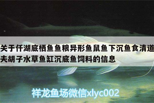 关于仟湖底栖鱼鱼粮异形鱼鼠鱼下沉鱼食清道夫胡子水草鱼缸沉底鱼饲料的信息