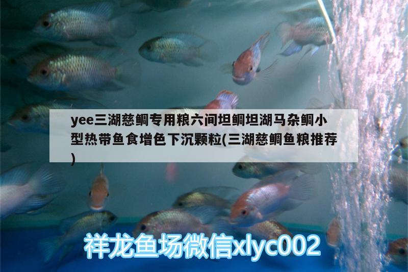 yee三湖慈鲷专用粮六间坦鲷坦湖马杂鲷小型热带鱼食增色下沉颗粒(三湖慈鲷鱼粮推荐) yee