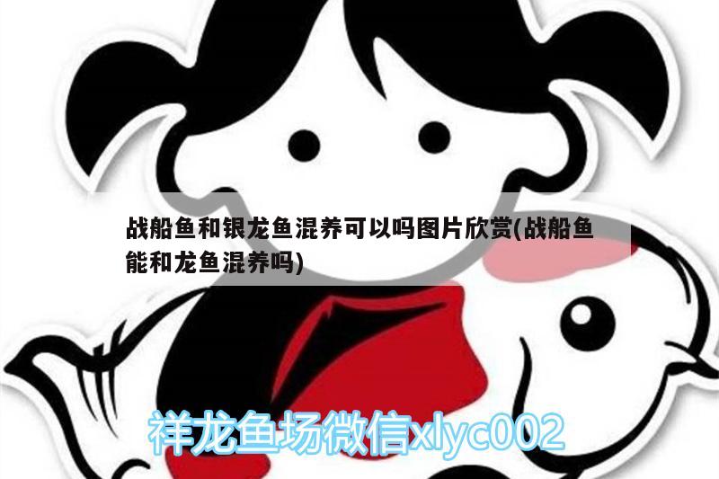 战船鱼和银龙鱼混养可以吗图片欣赏(战船鱼能和龙鱼混养吗)