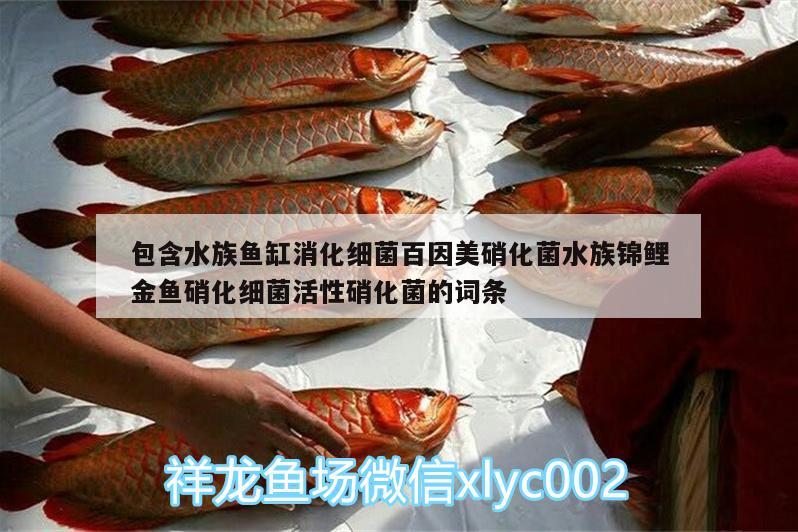 包含水族鱼缸消化细菌百因美硝化菌水族锦鲤金鱼硝化细菌活性硝化菌的词条