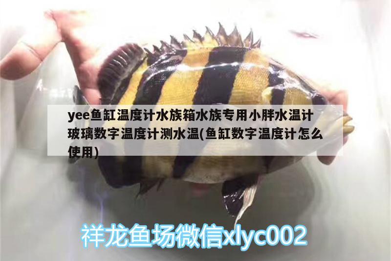 yee鱼缸温度计水族箱水族专用小胖水温计玻璃数字温度计测水温(鱼缸数字温度计怎么使用)