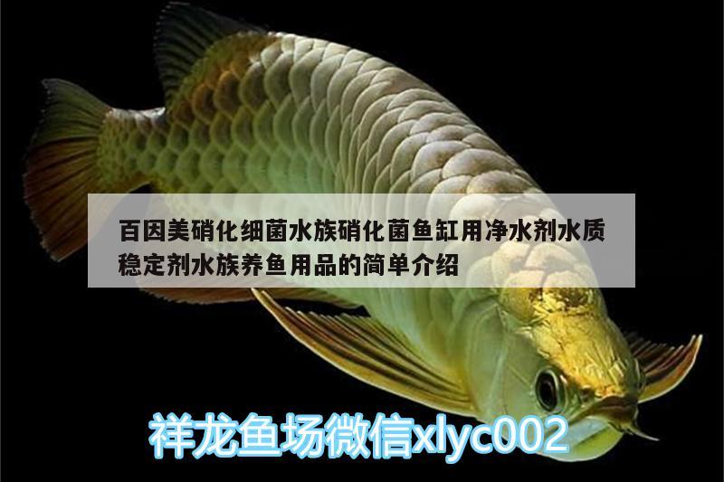 百因美硝化细菌水族硝化菌鱼缸用净水剂水质稳定剂水族养鱼用品的简单介绍 硝化细菌