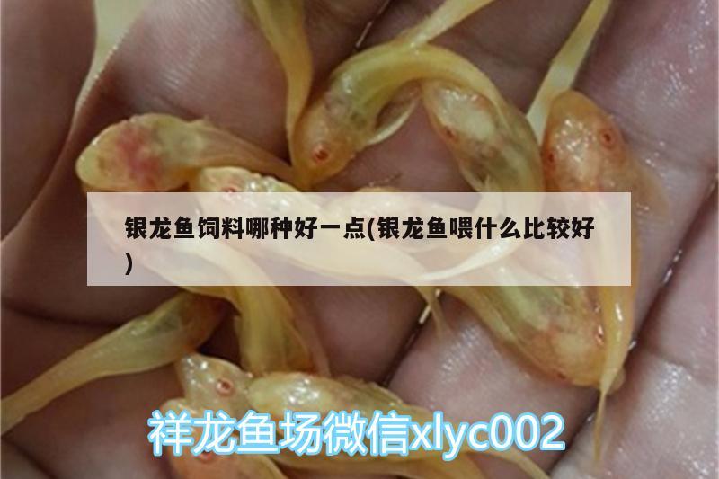 银龙鱼饲料哪种好一点(银龙鱼喂什么比较好)