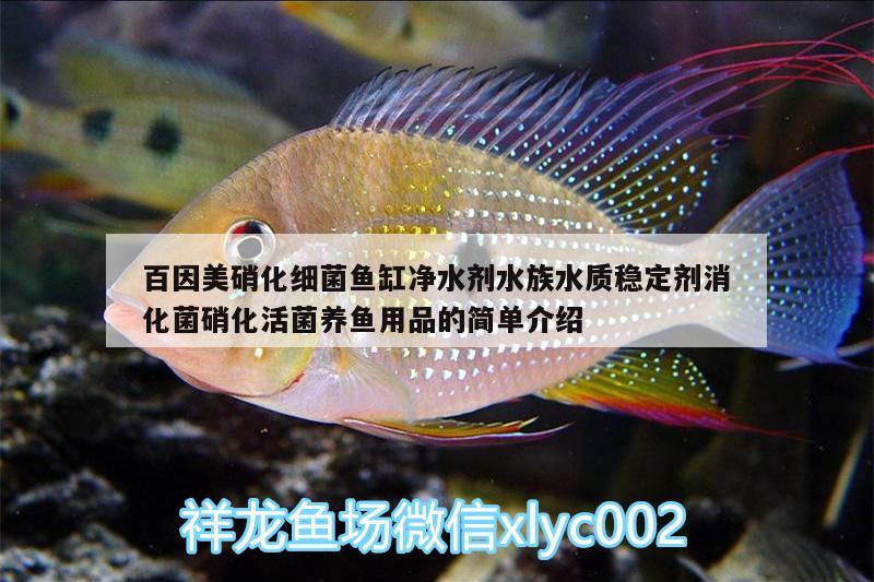 百因美硝化细菌鱼缸净水剂水族水质稳定剂消化菌硝化活菌养鱼用品的简单介绍