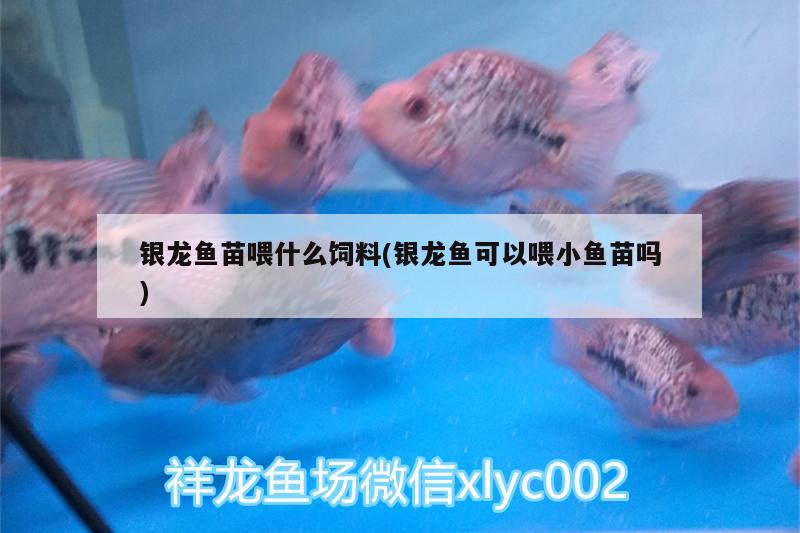 银龙鱼苗喂什么饲料(银龙鱼可以喂小鱼苗吗) 银龙鱼 第1张