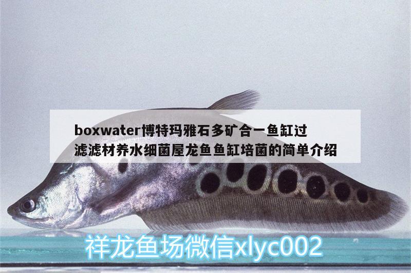 boxwater博特玛雅石多矿合一鱼缸过滤滤材养水细菌屋龙鱼鱼缸培菌的简单介绍