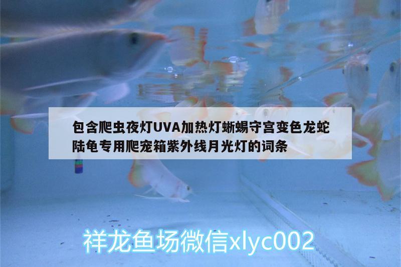 包含爬虫夜灯UVA加热灯蜥蜴守宫变色龙蛇陆龟专用爬宠箱紫外线月光灯的词条 乌龟