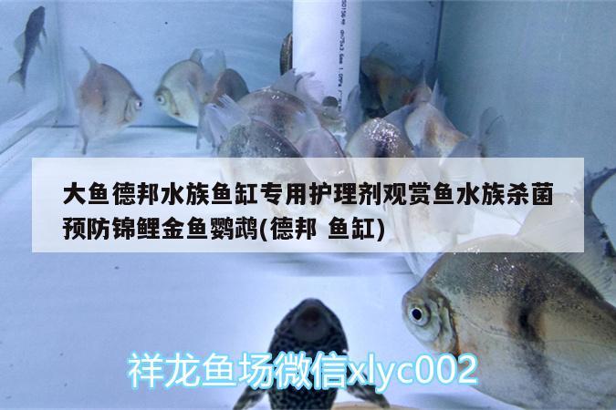 大鱼德邦水族鱼缸专用护理剂观赏鱼水族杀菌预防锦鲤金鱼鹦鹉(德邦鱼缸) 鹦鹉鱼