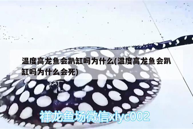 温度高龙鱼会趴缸吗为什么(温度高龙鱼会趴缸吗为什么会死)