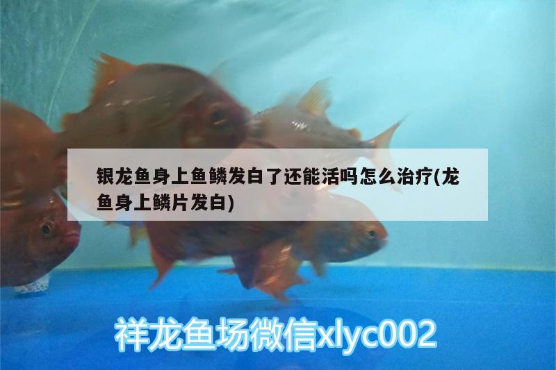 银龙鱼身上鱼鳞发白了还能活吗怎么治疗(龙鱼身上鳞片发白) 银龙鱼