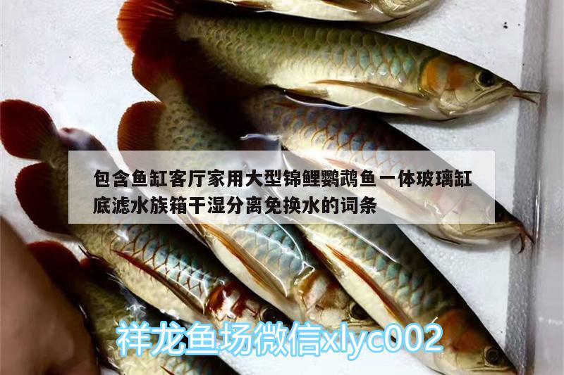 包含鱼缸客厅家用大型锦鲤鹦鹉鱼一体玻璃缸底滤水族箱干湿分离免换水的词条 鹦鹉鱼