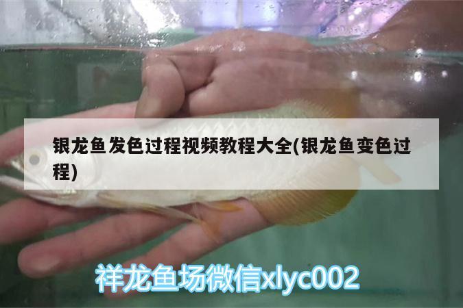 银龙鱼发色过程视频教程大全(银龙鱼变色过程)