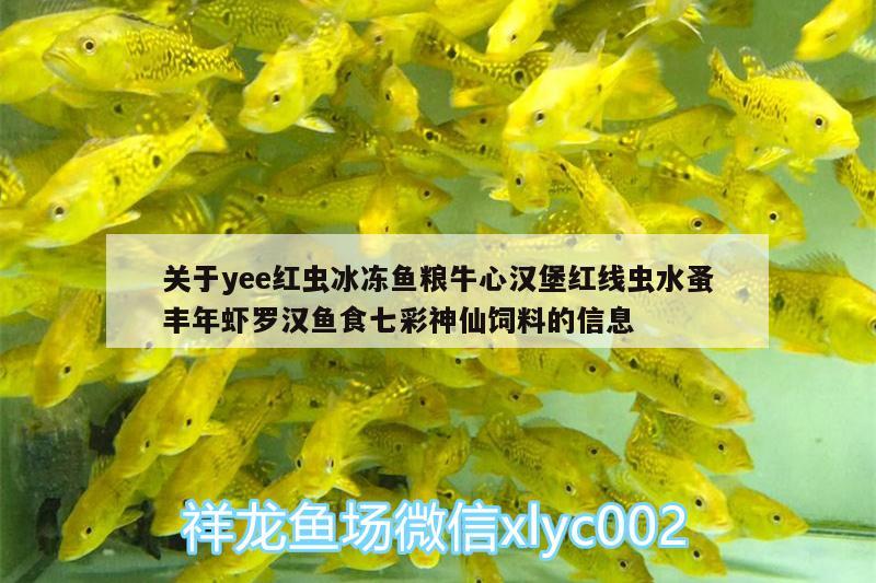 关于yee红虫冰冻鱼粮牛心汉堡红线虫水蚤丰年虾罗汉鱼食七彩神仙饲料的信息 yee