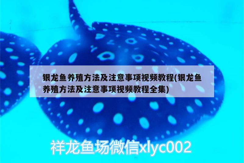 银龙鱼养殖方法及注意事项视频教程(银龙鱼养殖方法及注意事项视频教程全集)