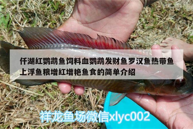 仟湖红鹦鹉鱼饲料血鹦鹉发财鱼罗汉鱼热带鱼上浮鱼粮增红增艳鱼食的简单介绍 鹦鹉鱼