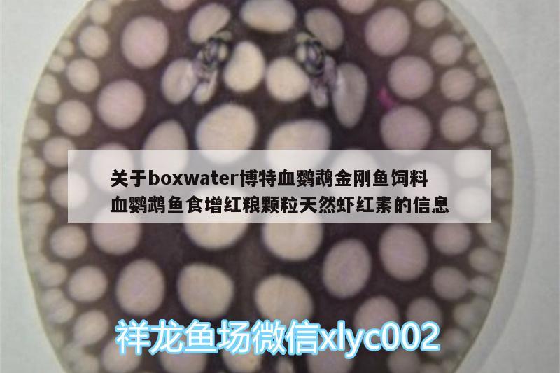 关于boxwater博特血鹦鹉金刚鱼饲料血鹦鹉鱼食增红粮颗粒天然虾红素的信息 鹦鹉鱼