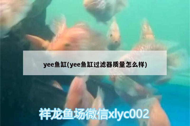 yee鱼缸(yee鱼缸过滤器质量怎么样) yee