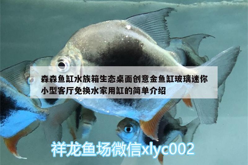 森森鱼缸水族箱生态桌面创意金鱼缸玻璃迷你小型客厅免换水家用缸的简单介绍